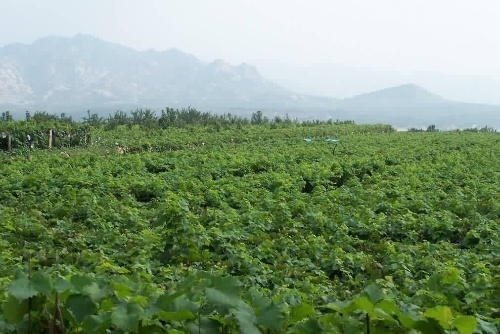 平度大泽山葡萄园区使用我司土壤肥料检测仪对土壤进行测土施肥